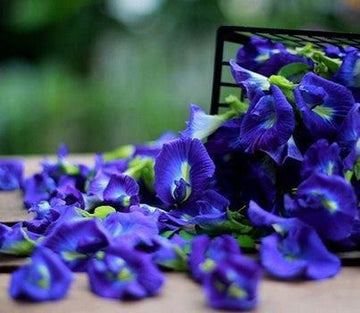 Blue Enigma: The Beguile of the Pea Flower - SAPTNOVA